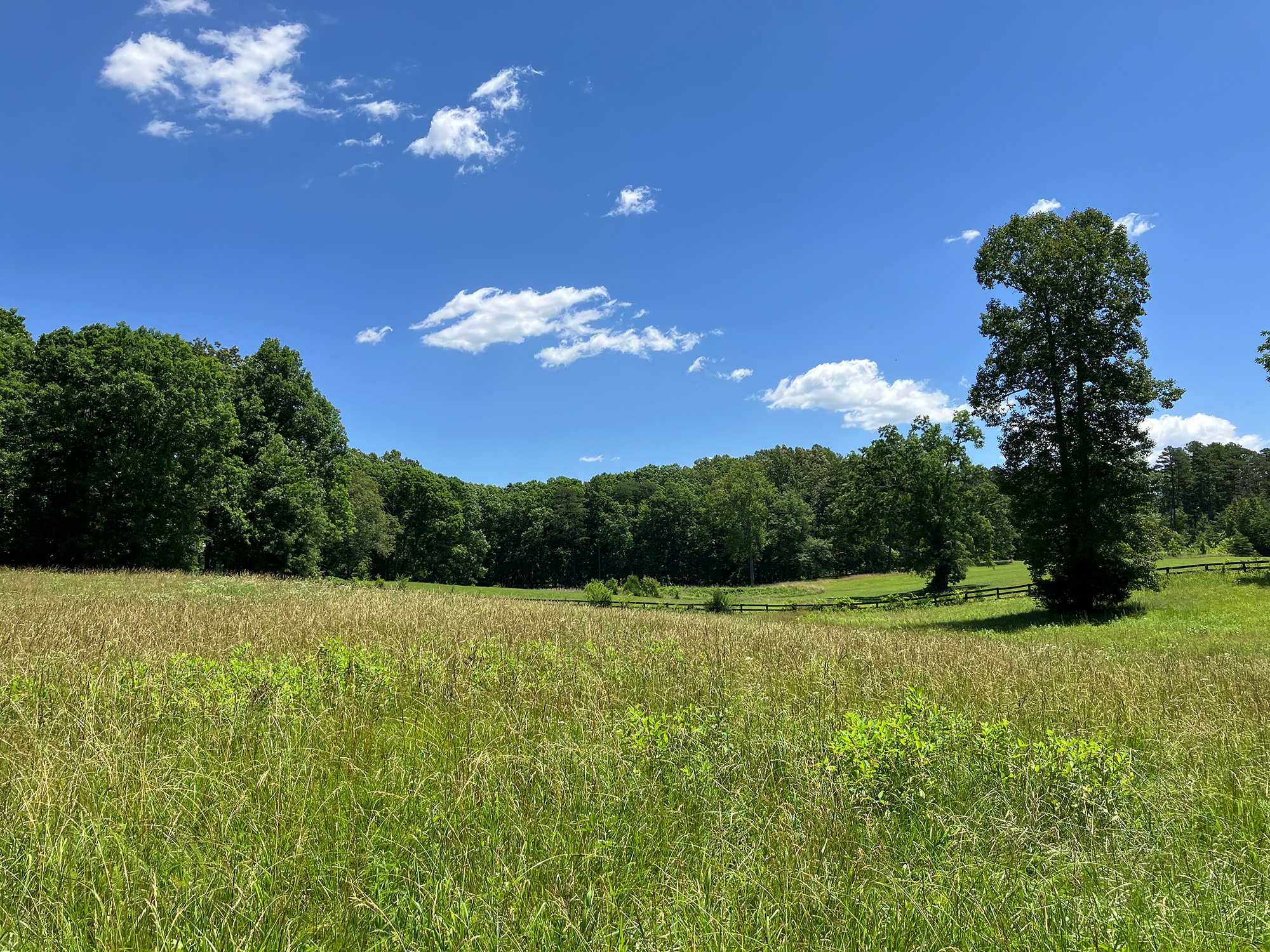 green pasture and trees with blue sky