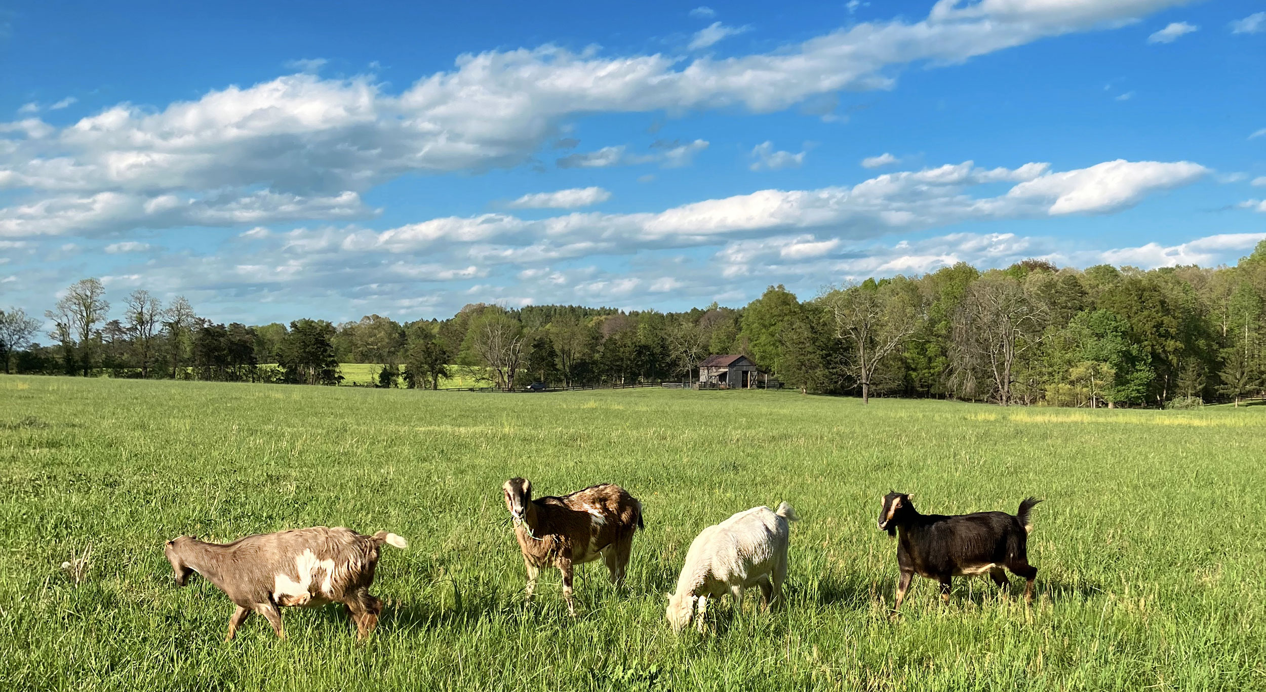 four goats in green pasture with blue sky