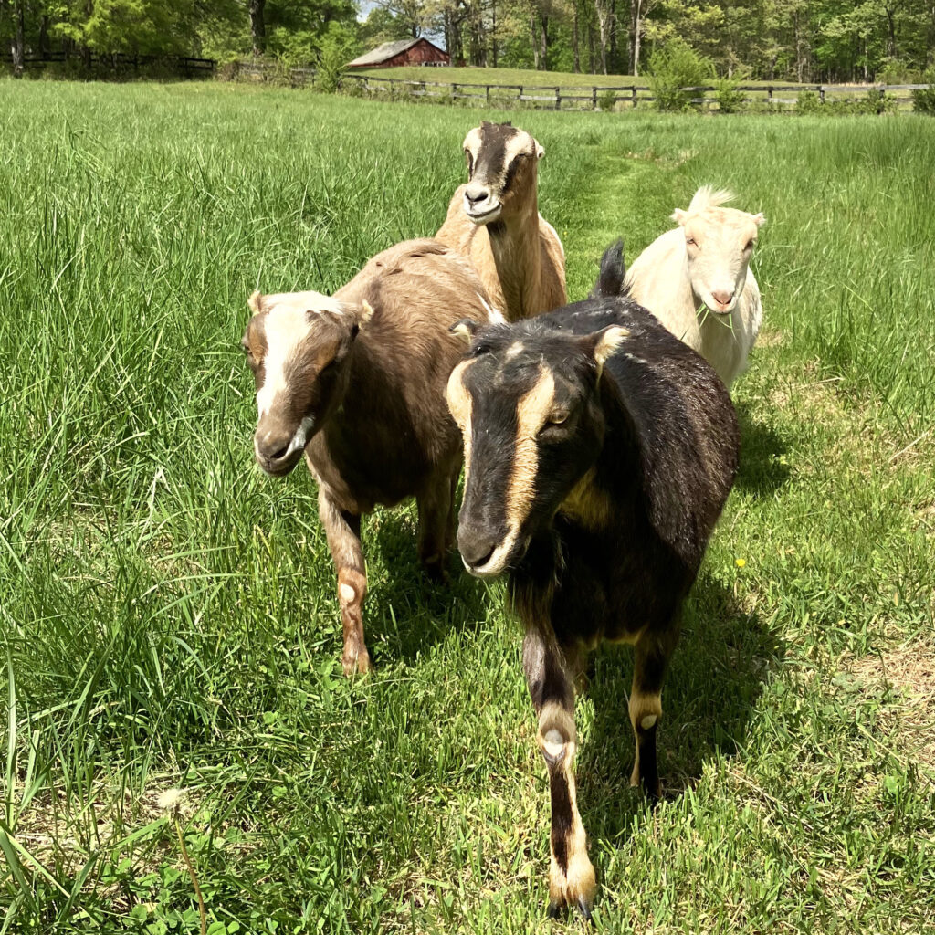 four goats Toffee, Ginsberg, Peppermint, and Eva walking