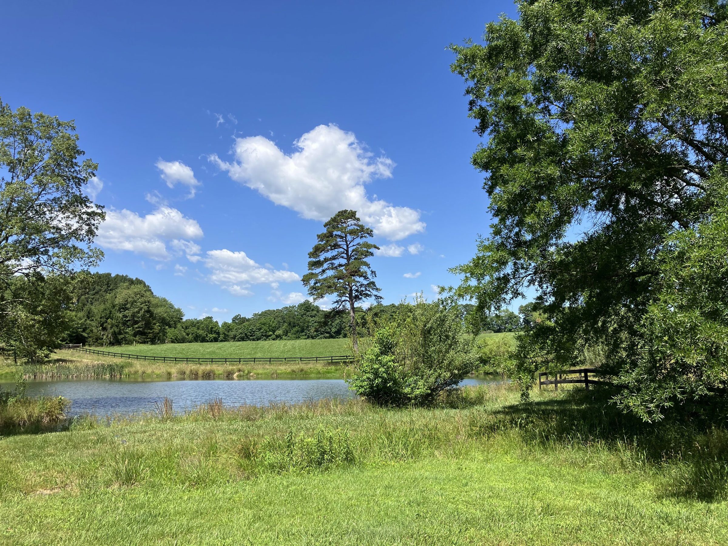 green pasture and trees with pond and blue sky