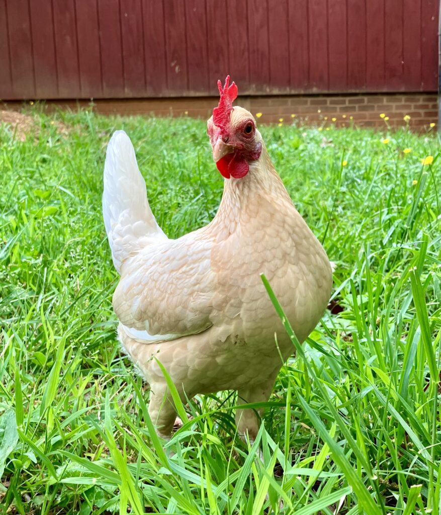 white chicken Thelma