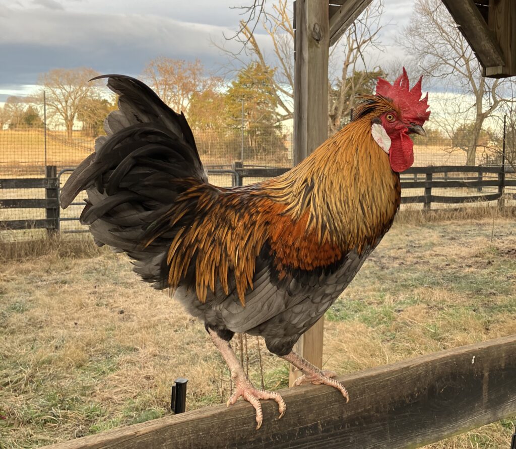 rooster Ziggy